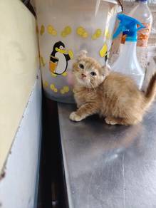 American curl kitten