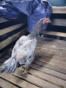 Ayam betina 