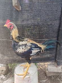 Ayam pama