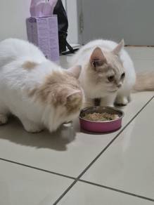 persian mom n kitten