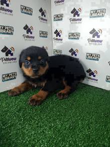Rottweiler with mka cert female
