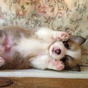 Bundle-of-joy Corgi Long Body Short Legs Dog Dog
