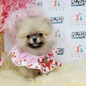 Pomeranian