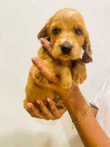 cocker spaniel