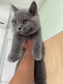 British Short Hair (Kitten)