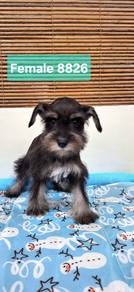 Mini Schnauzer Puppy 🐶 🐶 🐶 
