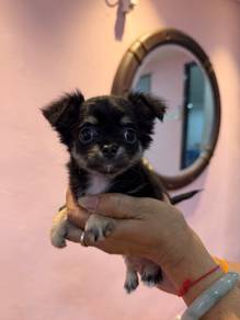 黑银吉娃娃 Black & Silver Chihuahua  🎀