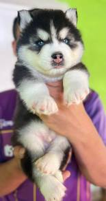 SIBERIAN HUSKY PUPPIES Sb209🌻 Male Blue Eye