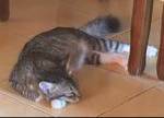 Kucing Jantan Kampung – 5 Bulan 