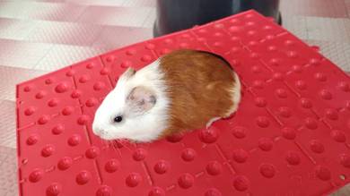 guinea pig