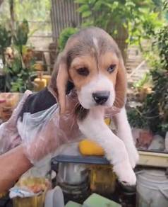 Beagle puppies male
