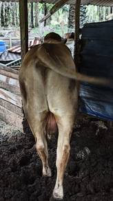 Lembu Jantan Cukup Umur
