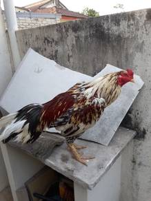 ayam 
