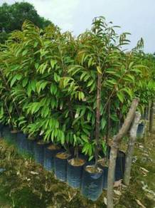 Musang King 5 kaki