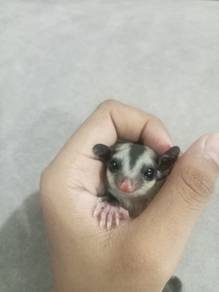baby sugar glider 
