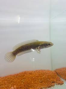Ikan Channa Blue Pulchra