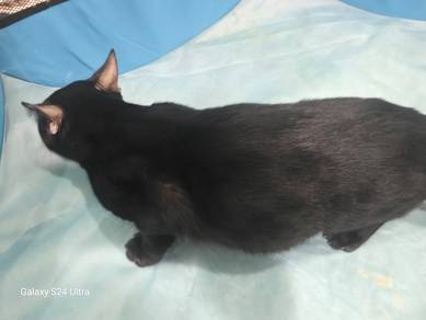 Black Bengal Adult for Rehome