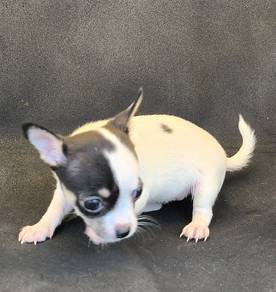 female Chihuahua puppy,apple head tiny