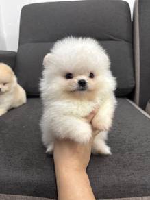 S99822 White haired Tiny Pomeranian puppies