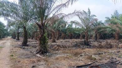 Agricultural Land in Jeram, SGR