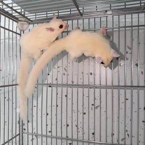 Creamino sugar glider pair jinak biasa
