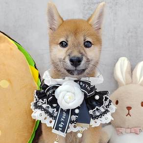 Shiba
