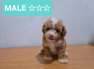 Parti Poodle Puppy 0308☆☆☆