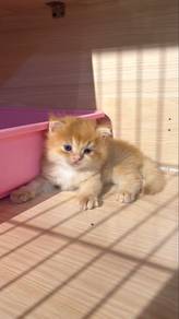 by12 male british longhair