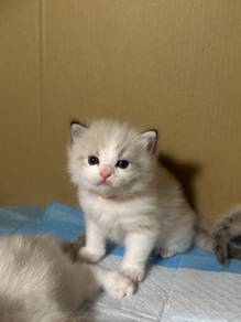 male lynx ragdoll