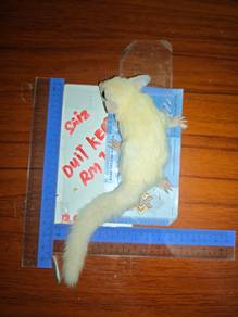 Sugar glider Luecistic betina