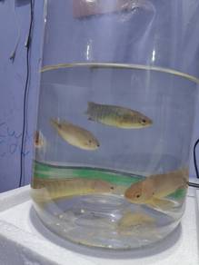 Ikan puyu 