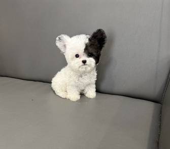 MINI POODLE PUPPIES S123 🌻 Premium Puppy