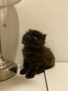 persian kitten