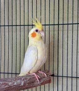 Burung Cockatiel