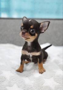 Chihuahua Puppy 78