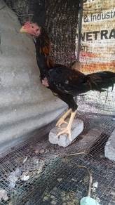 Ayam ratu lhk murah