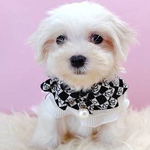 Maltese