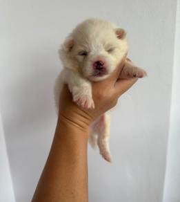 Pomeranian