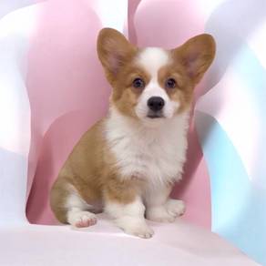 Corgi long haired high quality