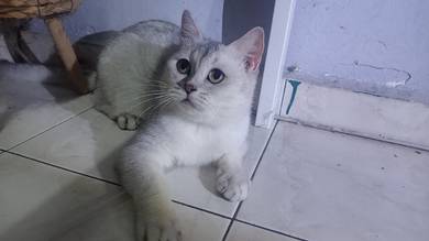 Female BSH Silver (Bunting) 