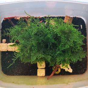 Christmas Moss Tree (on Spiderwood)