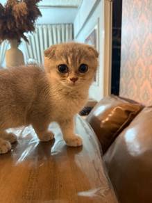 scottish fold female kitten