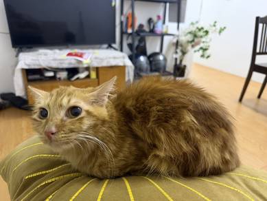 Persian Mix Kampung
