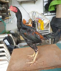 ayam pama