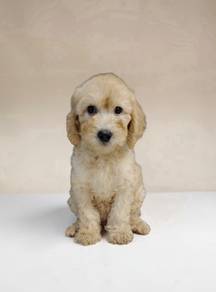 Maltipoo puppies Male 