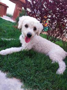 Toy poodle