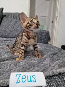 Bengal Kittens