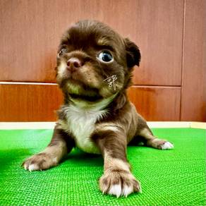 Ori Pure Breed LongHair Chihuahua Puppies for Sale
