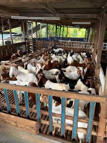 Kambing bajet