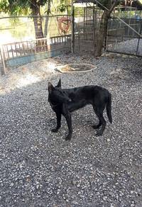 Belgian shepherd Malinois black female